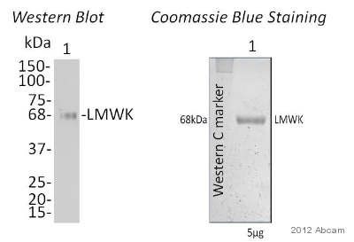 Western blot - Anti-LMW Kininogen antibody (AB79650)