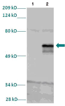 Western blot - Anti-LMX1A antibody (AB82833)