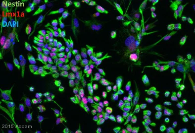 Immunocytochemistry/ Immunofluorescence - Anti-LMX1A antibody - C-terminal (AB139726)