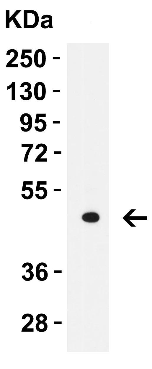 Western blot - Anti-LMX1A antibody - C-terminal (AB139726)
