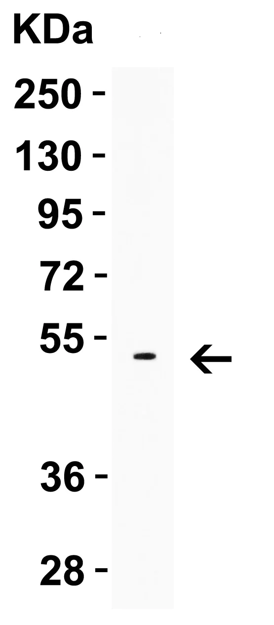 Western blot - Anti-LMX1A antibody - C-terminal (AB139726)