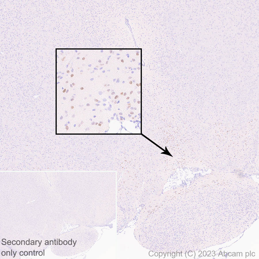Immunohistochemistry (Formalin/PFA-fixed paraffin-embedded sections) - Anti-LMX1A antibody [EPR27269-57] - BSA and Azide free (ab309539), expandable thumbnail