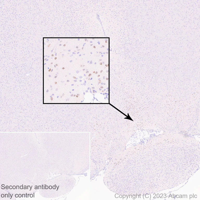 Immunohistochemistry (Formalin/PFA-fixed paraffin-embedded sections) - Anti-LMX1A antibody [EPR27269-57] - BSA and Azide free (AB309539)