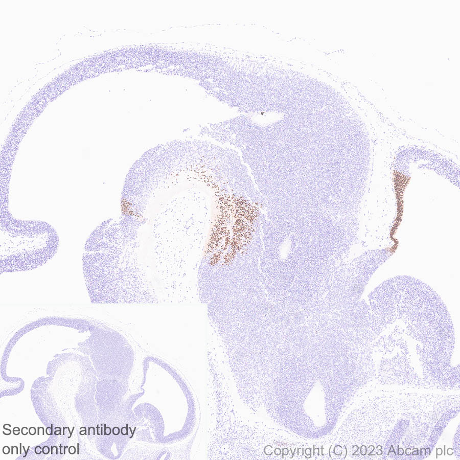 Immunohistochemistry (Formalin/PFA-fixed paraffin-embedded sections) - Anti-LMX1A antibody [EPR27269-57] - BSA and Azide free (AB309539), expandable thumbnail