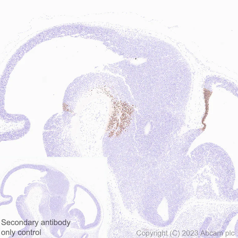 Immunohistochemistry (Formalin/PFA-fixed paraffin-embedded sections) - Anti-LMX1A antibody [EPR27269-57] - BSA and Azide free (AB309539)