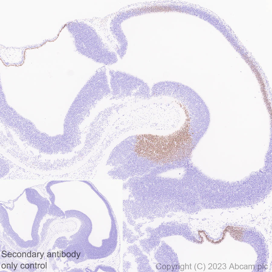 Immunohistochemistry (Formalin/PFA-fixed paraffin-embedded sections) - Anti-LMX1A antibody [EPR27269-57] - BSA and Azide free (AB309539), expandable thumbnail