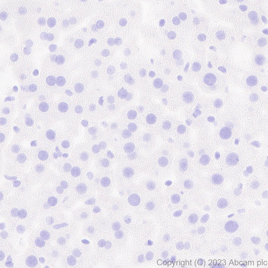 Immunohistochemistry (Formalin/PFA-fixed paraffin-embedded sections) - Anti-LMX1A antibody [EPR27269-57] - BSA and Azide free (AB309539), expandable thumbnail