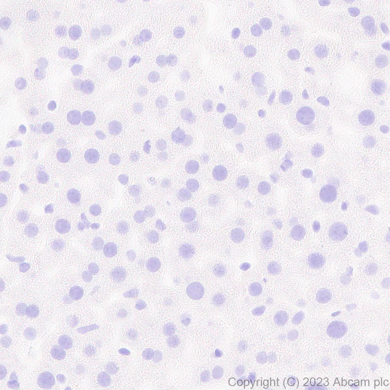 Immunohistochemistry (Formalin/PFA-fixed paraffin-embedded sections) - Anti-LMX1A antibody [EPR27269-57] - BSA and Azide free (AB309539)