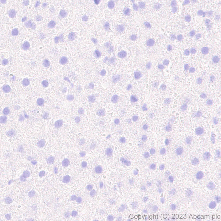 Immunohistochemistry (Formalin/PFA-fixed paraffin-embedded sections) - Anti-LMX1A antibody [EPR27269-57] - BSA and Azide free (AB309539)