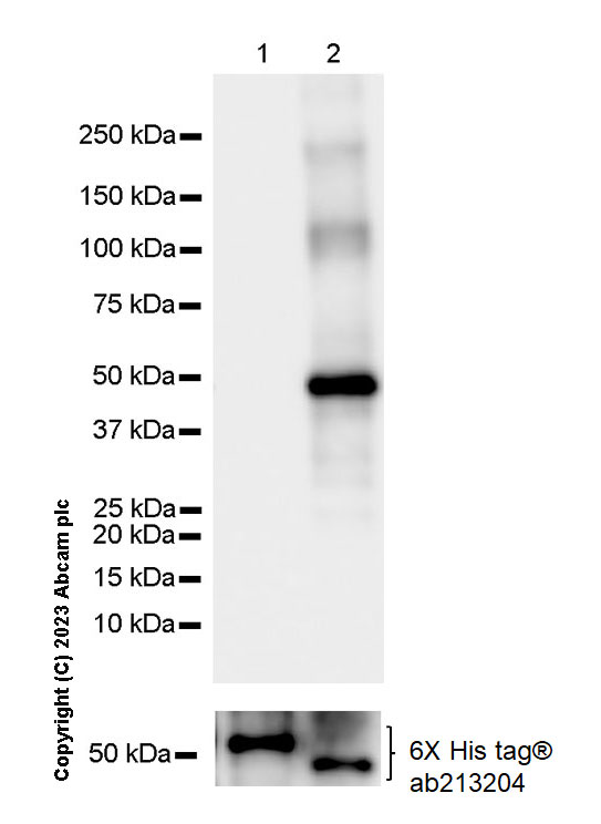 Western blot - Anti-LMX1A antibody [EPR27269-57] - BSA and Azide free (AB309539), expandable thumbnail