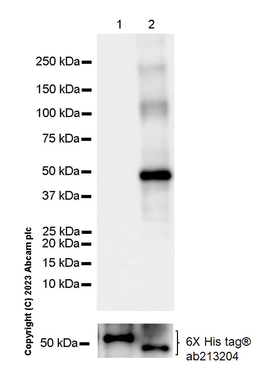Western blot - Anti-LMX1A antibody [EPR27269-57] - BSA and Azide free (AB309539)