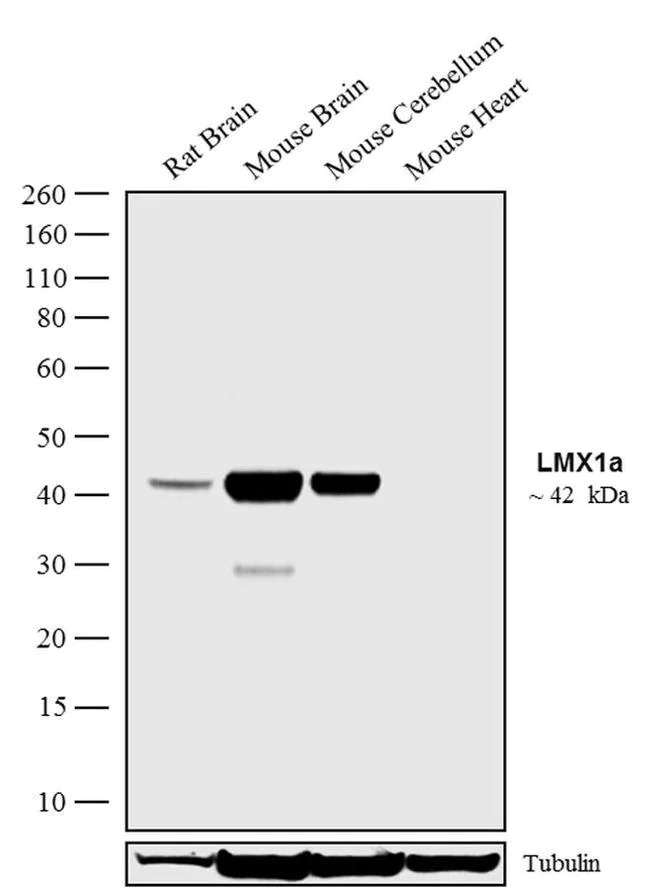 Western blot - Anti-LMX1A antibody [RP23040133] (AB308029)