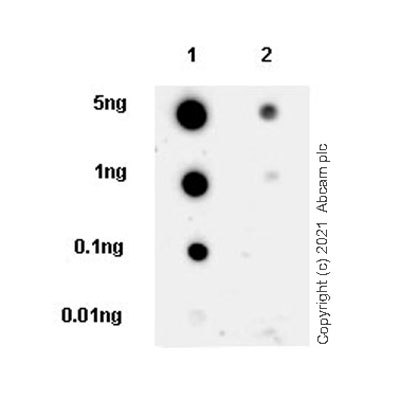 Dot Blot - Anti-LMX1b antibody [EPR24053-161] (ab259926), expandable thumbnail