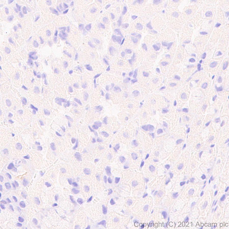 Immunohistochemistry (Formalin/PFA-fixed paraffin-embedded sections) - Anti-LMX1b antibody [EPR24053-161] (ab259926), expandable thumbnail