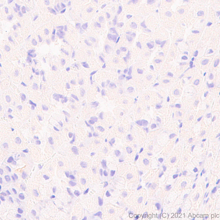 Immunohistochemistry (Formalin/PFA-fixed paraffin-embedded sections) - Anti-LMX1b antibody [EPR24053-161] (AB259926)