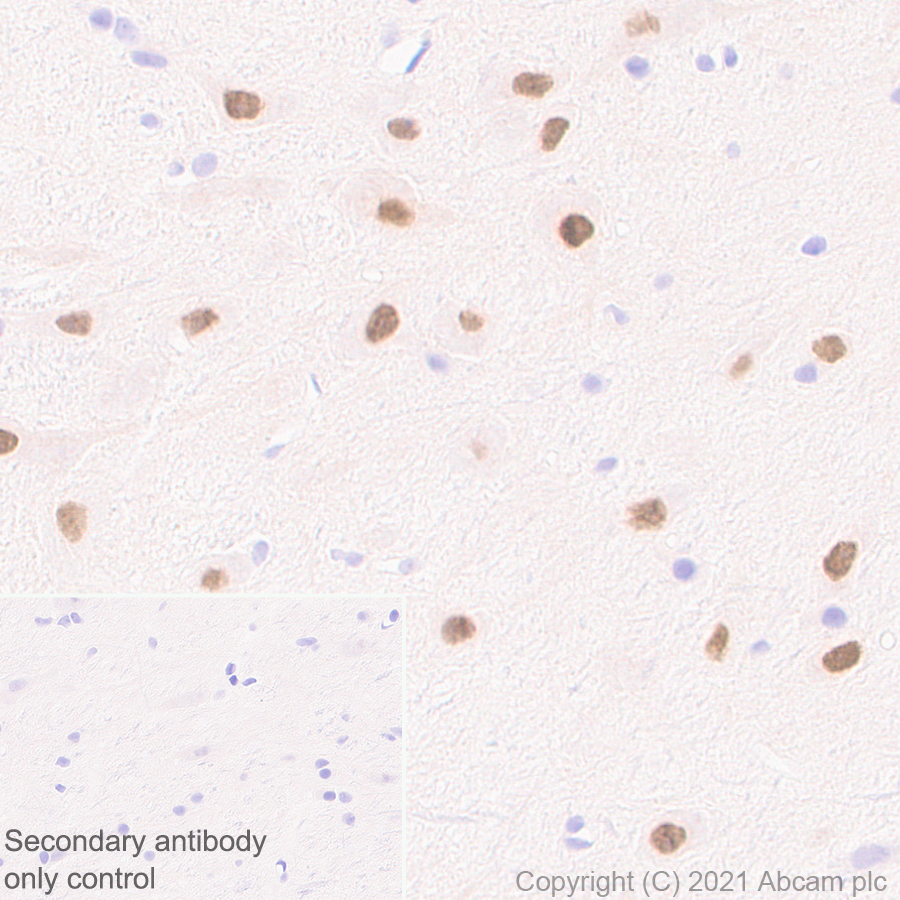 Immunohistochemistry (Formalin/PFA-fixed paraffin-embedded sections) - Anti-LMX1b antibody [EPR24053-161] (AB259926), expandable thumbnail