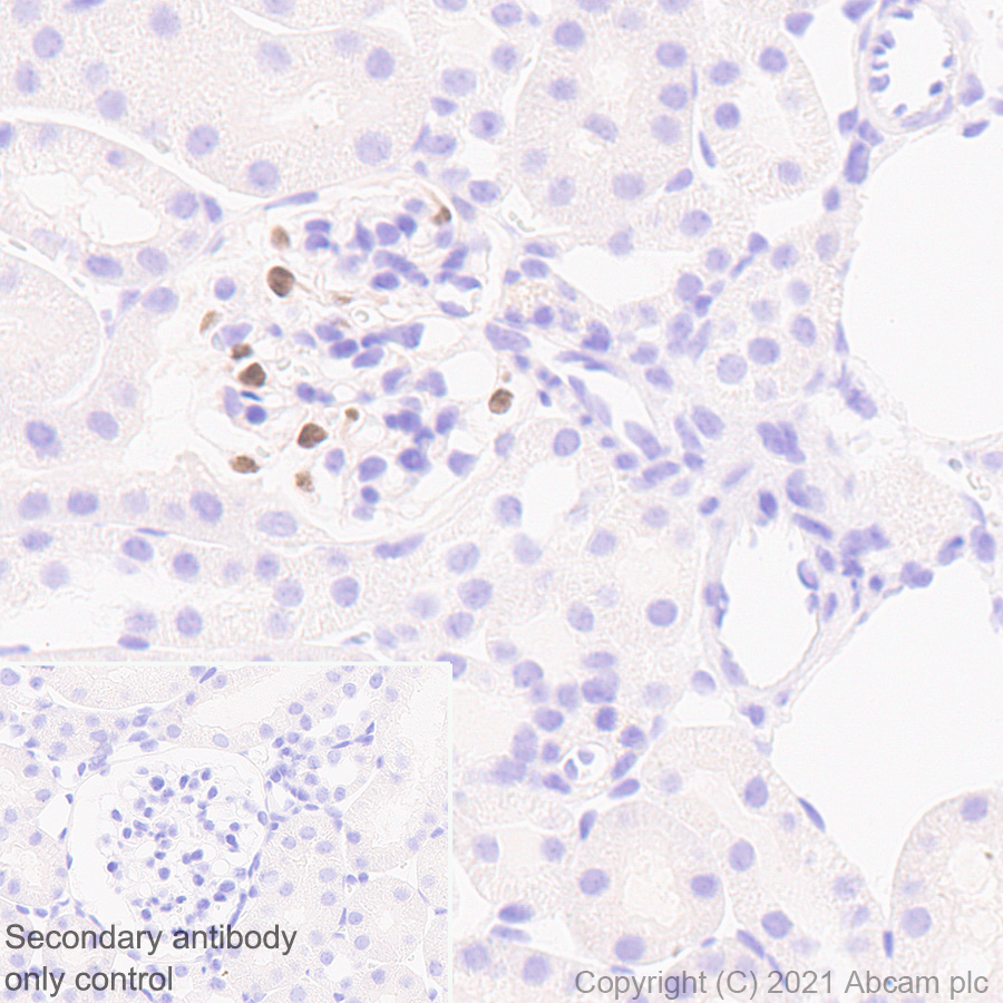 Immunohistochemistry (Formalin/PFA-fixed paraffin-embedded sections) - Anti-LMX1b antibody [EPR24053-161] (AB259926), expandable thumbnail
