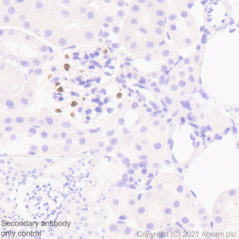 Immunohistochemistry (Formalin/PFA-fixed paraffin-embedded sections) - Anti-LMX1b antibody [EPR24053-161] (AB259926)
