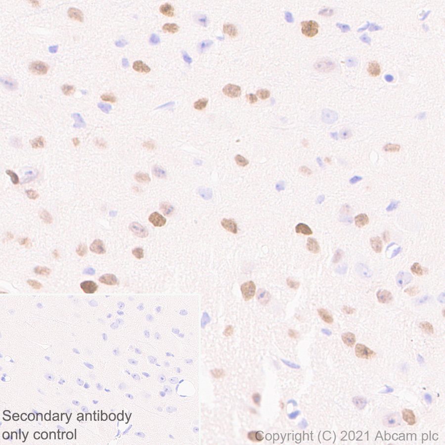 Immunohistochemistry (Formalin/PFA-fixed paraffin-embedded sections) - Anti-LMX1b antibody [EPR24053-161] (AB259926), expandable thumbnail