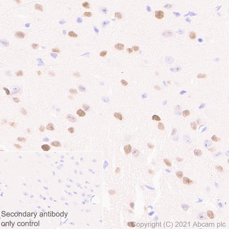 Immunohistochemistry (Formalin/PFA-fixed paraffin-embedded sections) - Anti-LMX1b antibody [EPR24053-161] (AB259926)