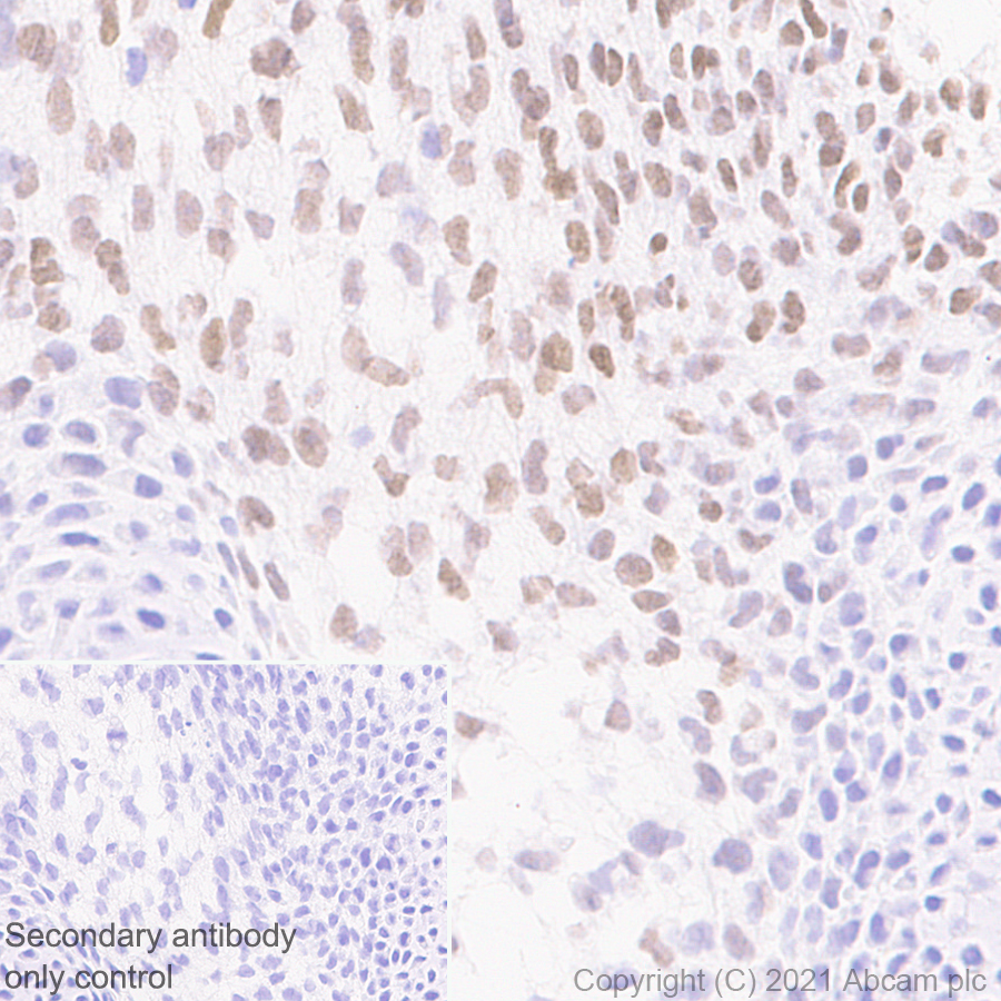 Immunohistochemistry (Formalin/PFA-fixed paraffin-embedded sections) - Anti-LMX1b antibody [EPR24053-161] (ab259926), expandable thumbnail