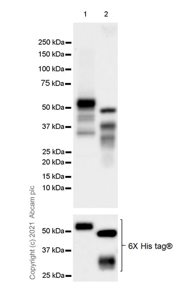 Western blot - Anti-LMX1b antibody [EPR24053-161] (AB259926), expandable thumbnail