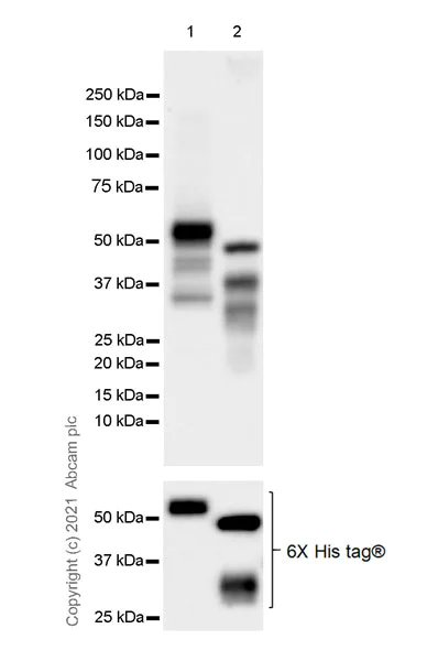 Western blot - Anti-LMX1b antibody [EPR24053-161] (AB259926)