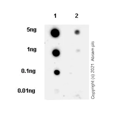 Dot Blot - Anti-LMX1b antibody [EPR24053-161] - BSA and Azide free (AB281937)