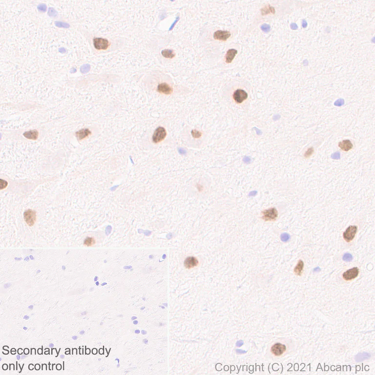 Immunohistochemistry (Formalin/PFA-fixed paraffin-embedded sections) - Anti-LMX1b antibody [EPR24053-161] - BSA and Azide free (AB281937)