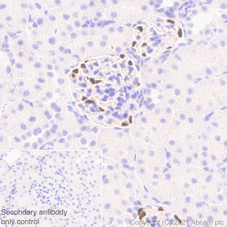 Immunohistochemistry (Formalin/PFA-fixed paraffin-embedded sections) - Anti-LMX1b antibody [EPR24053-161] - BSA and Azide free (AB281937)