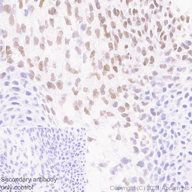 Immunohistochemistry (Formalin/PFA-fixed paraffin-embedded sections) - Anti-LMX1b antibody [EPR24053-161] - BSA and Azide free (AB281937)