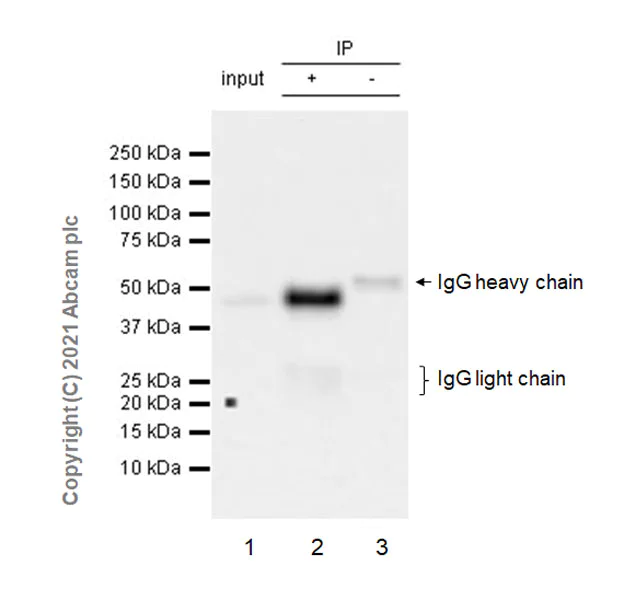 Immunoprecipitation - Anti-LMX1b antibody [EPR24053-161] - BSA and Azide free (AB281937)