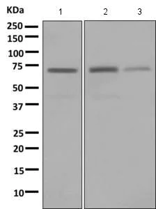 Western blot - Anti-LNK antibody [EPR7342] - BSA and Azide free (AB249151)