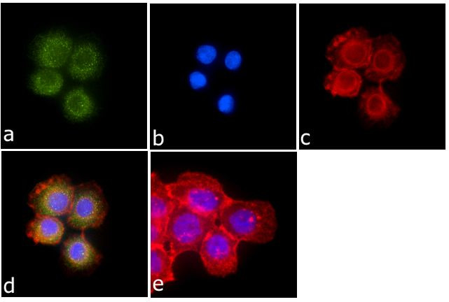 Immunocytochemistry/ Immunofluorescence - Anti-LNX2 antibody [RP23040098] (AB313433), expandable thumbnail