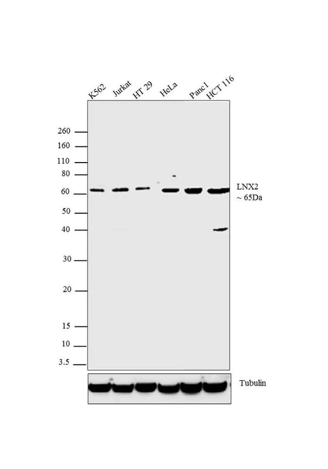 Western blot - Anti-LNX2 antibody [RP23040098] (AB313433)