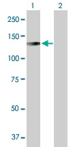 Western blot - Anti-LONP1/Lon antibody (AB103809)