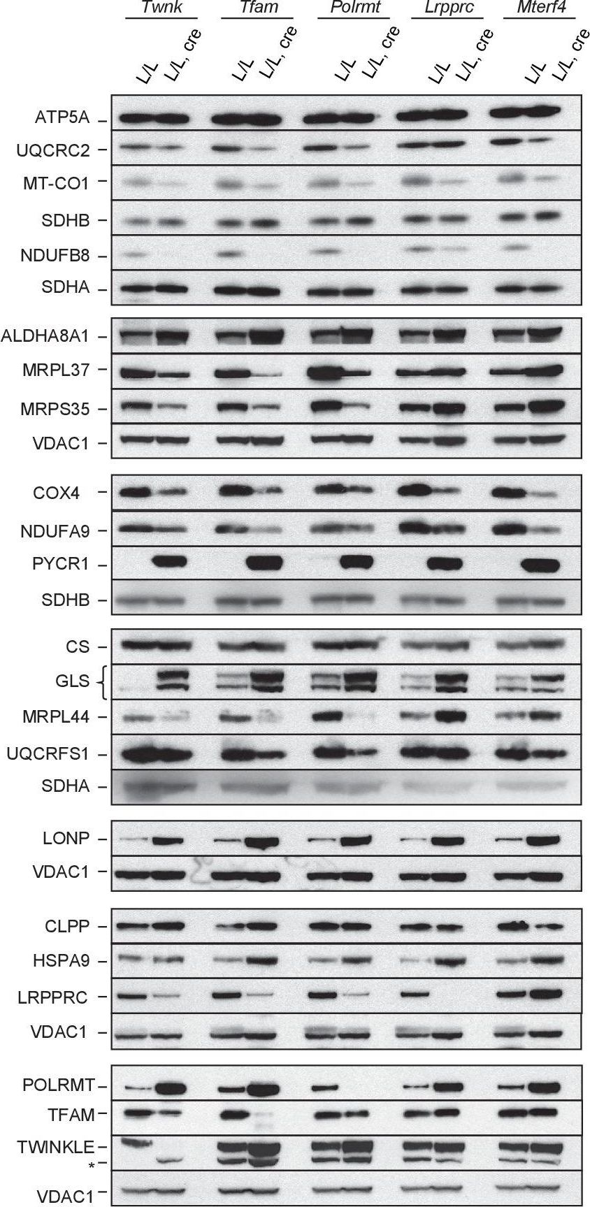 Western blot - Anti-LONP1/Lon antibody (AB103809), expandable thumbnail