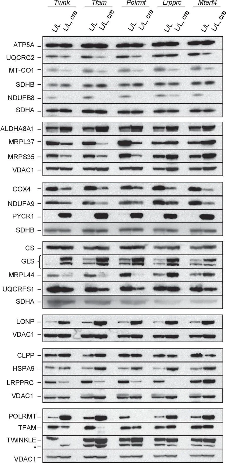 Western blot - Anti-LONP1/Lon antibody (AB103809)