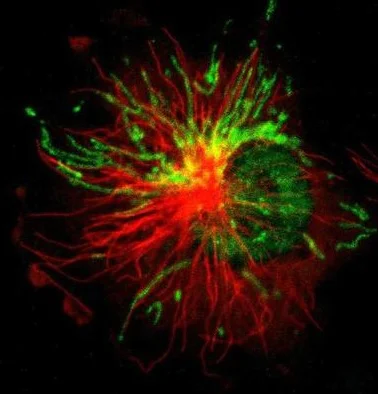 Immunocytochemistry/ Immunofluorescence - Anti-LONP1/Lon antibody (AB224316)