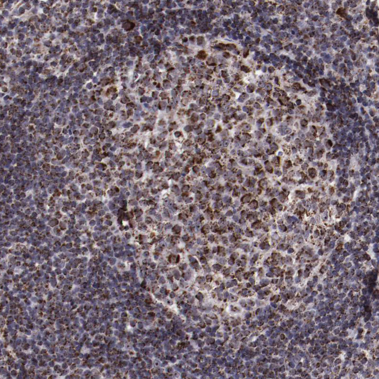 Immunohistochemistry (Formalin/PFA-fixed paraffin-embedded sections) - Anti-LONP1/Lon antibody (AB224316)