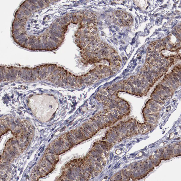 Immunohistochemistry (Formalin/PFA-fixed paraffin-embedded sections) - Anti-LONP1/Lon antibody (AB224316)