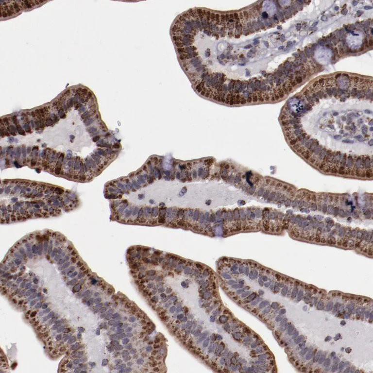 Immunohistochemistry (Formalin/PFA-fixed paraffin-embedded sections) - Anti-LONP1/Lon antibody (AB224316)