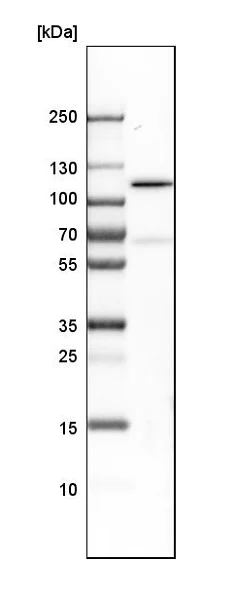 Western blot - Anti-LONP1/Lon antibody (AB224316)