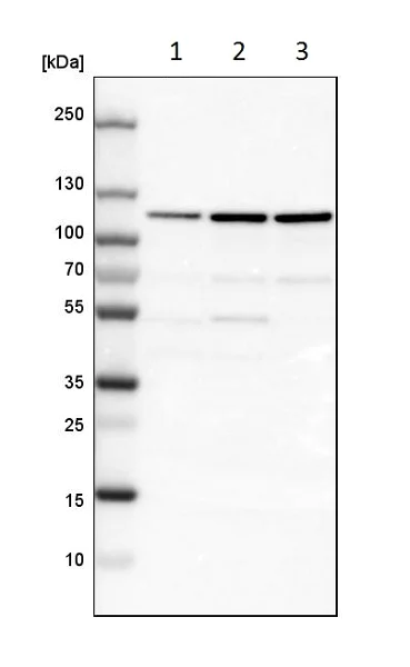 Western blot - Anti-LONP1/Lon antibody (AB224316)