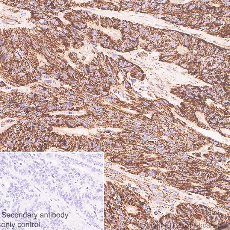 Immunohistochemistry (Formalin/PFA-fixed paraffin-embedded sections) - Anti-LONP1/Lon antibody [EPR28510-62] - BSA and Azide free (AB317562)