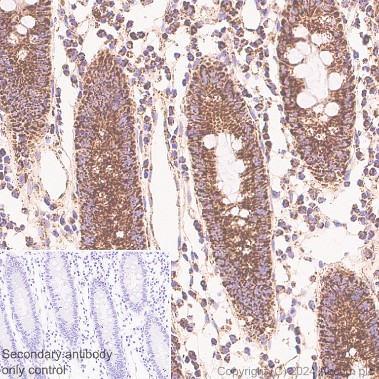 Immunohistochemistry (Formalin/PFA-fixed paraffin-embedded sections) - Anti-LONP1/Lon antibody [EPR28510-62] - BSA and Azide free (AB317562)