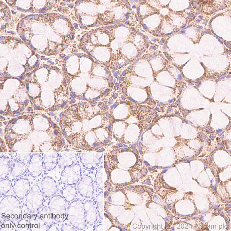 Immunohistochemistry (Formalin/PFA-fixed paraffin-embedded sections) - Anti-LONP1/Lon antibody [EPR28510-62] - BSA and Azide free (AB317562)