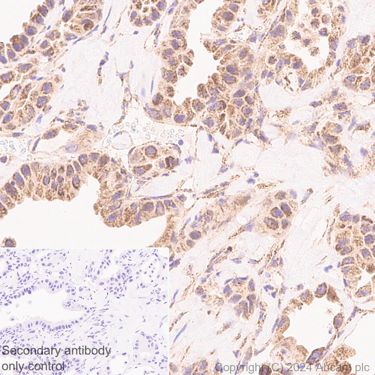Immunohistochemistry (Formalin/PFA-fixed paraffin-embedded sections) - Anti-LONP1/Lon antibody [EPR28510-62] - BSA and Azide free (AB317562)