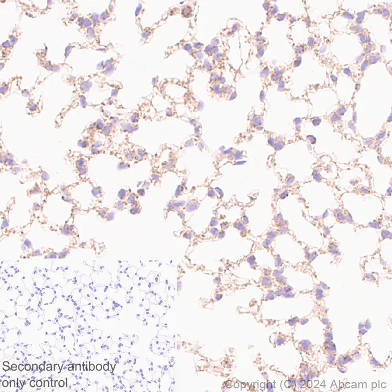 Immunohistochemistry (Formalin/PFA-fixed paraffin-embedded sections) - Anti-LONP1/Lon antibody [EPR28510-62] - BSA and Azide free (AB317562)