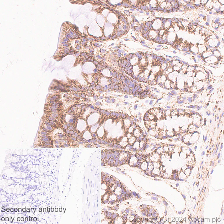Immunohistochemistry (Formalin/PFA-fixed paraffin-embedded sections) - Anti-LONP1/Lon antibody [EPR28510-62] - BSA and Azide free (AB317562)